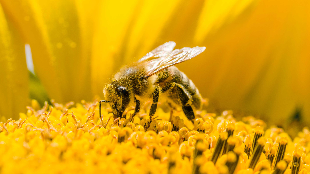 Honingbijen en hommels